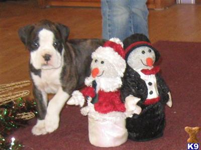 AKC Boxer Female #4 Rose